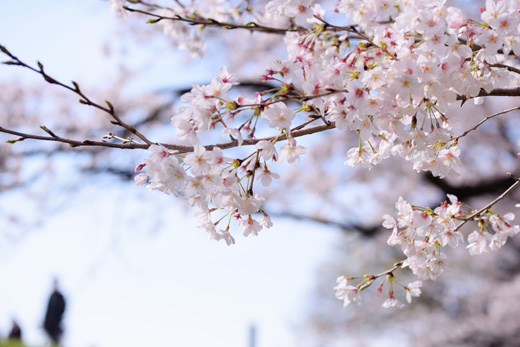 sakura_tamagawa.jpg